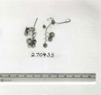 Click for 1 image(s) for this accession. FRUIT